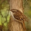 Soupalek kratkoprsty - Certhia brachydactyla - Short-toed Treecreeper 0996ru